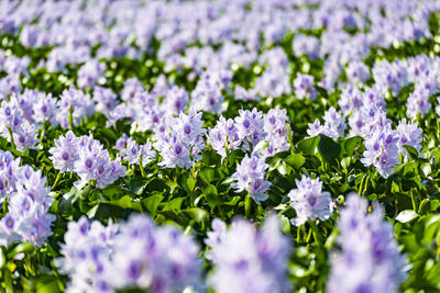 Nara prefecture water hyacinth