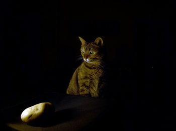 Cat sitting in the dark looking at a potato 