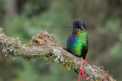 Close-up of hummingbird perching on tree