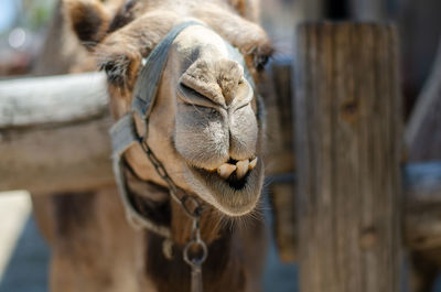 Close-up of a horse