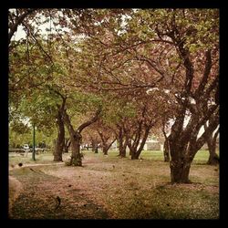 Trees in park