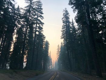 Road amidst trees in forest against sky