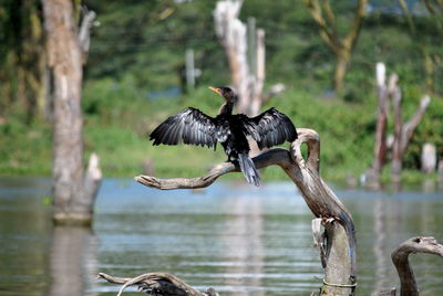 Gray heron perching on tree trunk by lake