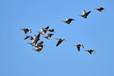 Low angle view of birds flying