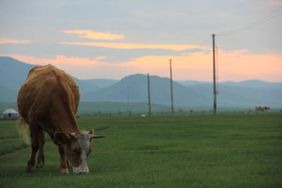 Cows grazing on field against sky