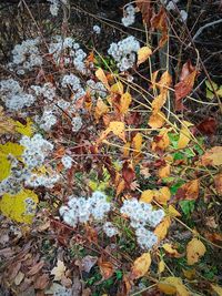 Leaves on ground