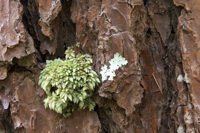 Close-up of fresh green plant