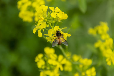 Honey bee collecting pollen on yellow mustard flower