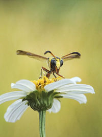 Close-up of insect pollinating on flower