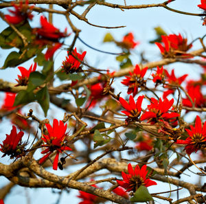 Low angle view of red flowering plant