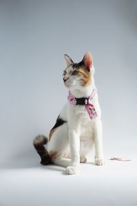 Tabby cat sitting on white background.