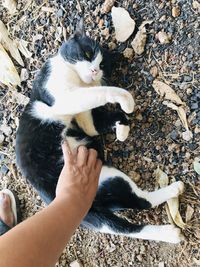 High angle view of hand holding kitten