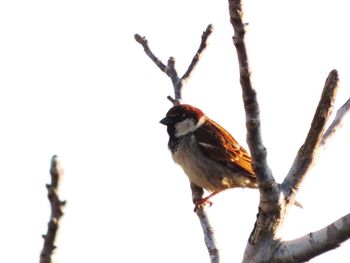 Low angle view of bird perching on branch