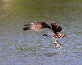 Bird flying over lake