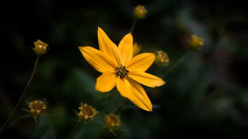 Close-up of yellow cosmos flower