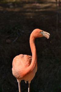 Close-up of a bird