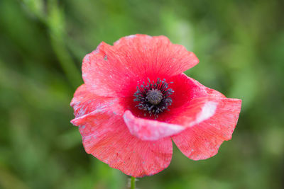 Close-up of red hibiscus flower