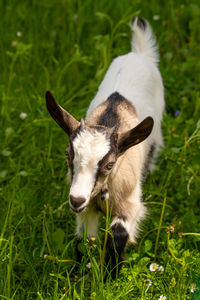 Close-up of a rabbit on field