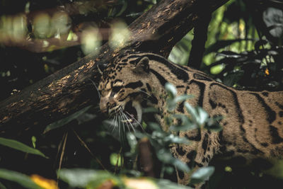 View of a reptile on a tree