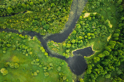 High angle view of trees