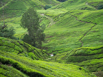 High angle view of rice paddy