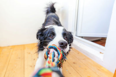 Portrait of dog at home