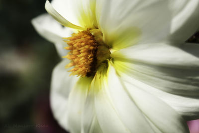 Close-up of white flower