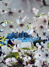 Cherry blossoms in city