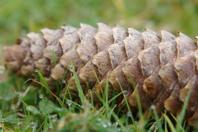 Close-up of lizard on grass