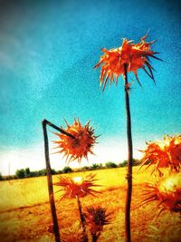Plants growing on field against clear sky