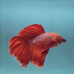 Close-up of fish swimming in sea