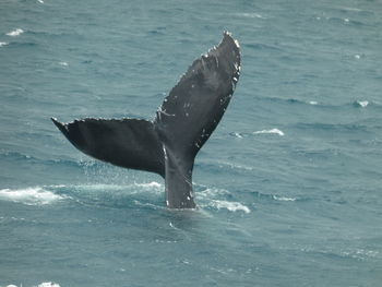 Horse swimming in sea