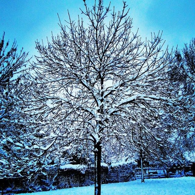 bare tree, tree, branch, winter, cold temperature, snow, tranquility, blue, nature, tranquil scene, beauty in nature, scenics, sky, season, clear sky, growth, field, tree trunk, outdoors, day