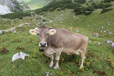 Cattle grazing on field