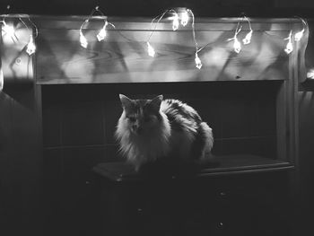 Cat looking away while sitting on table at home