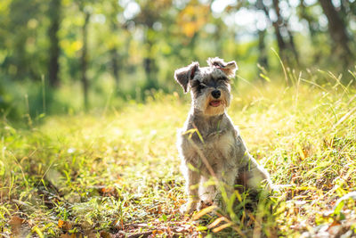 Portrait of a dog on field