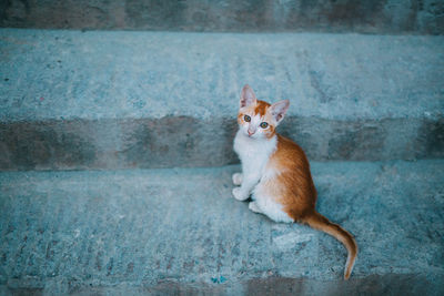 Portrait of cat sitting outdoors