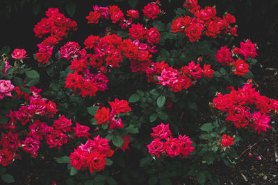 High angle view of red flowering plants