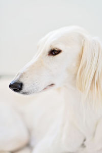 Purebred white saluki sighthound or gazehound can trace its roots back to ancient egypt. 