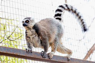 Low angle view of lemur against fence