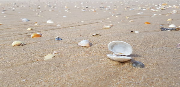 High angle view of shells on beach