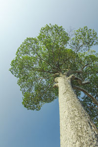 Low angle view of trees against sky