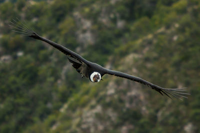 Bird flying against blurred background