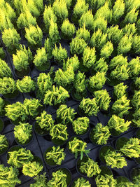 High angle view of fresh green plants