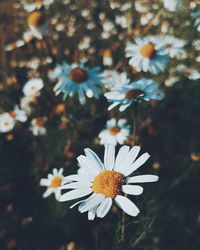 Close-up of fresh white daisy flowers blooming outdoors