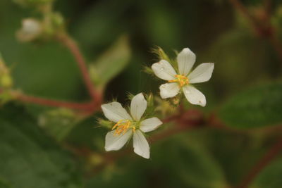 Close-up of fresh flowers