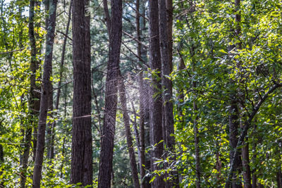 Trees in forest