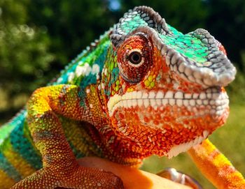 Close-up of chameleon