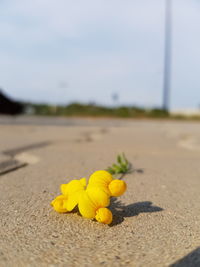 Close-up of yellow flowering plant on sand