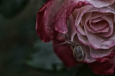 Close-up of pink rose and a snail